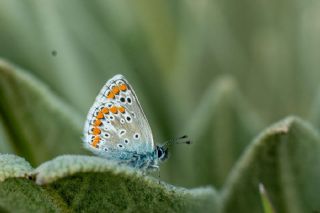 �okg�zl� Esmer&nbsp;(Aricia&nbsp;agestis)