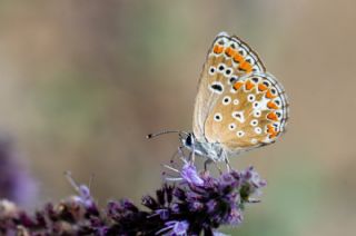 okgzl Esmer (Aricia agestis)