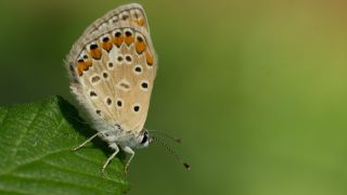 okgzl Mavi (Polyommatus icarus)