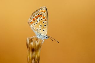 �okg�zl� Mavi&nbsp;(Polyommatus&nbsp;icarus)