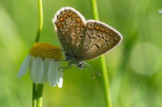 �okg�zl� Mavi&nbsp;(Polyommatus&nbsp;icarus)