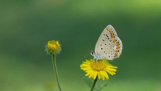 okgzl Mavi (Polyommatus icarus)