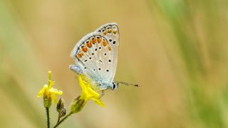 okgzl Mavi (Polyommatus icarus)