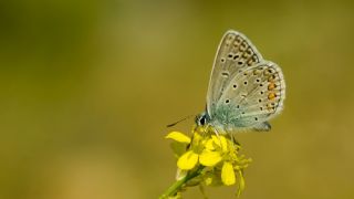 �okg�zl� Mavi&nbsp;(Polyommatus&nbsp;icarus)