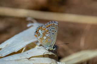 okgzl Balkan Mavisi (Aricia anteros )