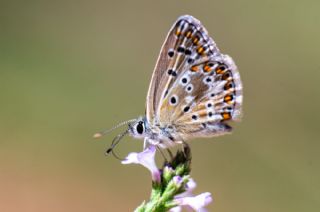 okgzl Balkan Mavisi (Aricia anteros )