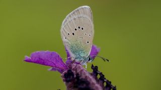 Karag�z Mavisi&nbsp;(Glaucopsyche&nbsp;alexis)