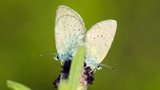 Karag�z Mavisi&nbsp;(Glaucopsyche&nbsp;alexis)