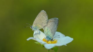 Karag�z Mavisi&nbsp;(Glaucopsyche&nbsp;alexis)