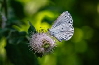 Kutsal Mavi (Celastrina argiolus)