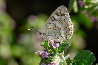 Anadolu Melikesi (Melanargia larissa)