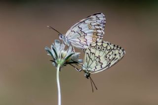 Anadolu Melikesi (Melanargia larissa)