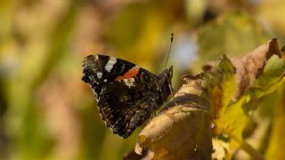 Atalanta (Vanessa atalanta)
