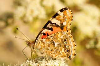 Diken Kelebei (Vanessa cardui)