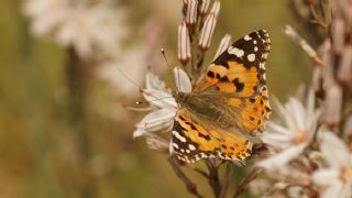 Diken Kelebei (Vanessa cardui)