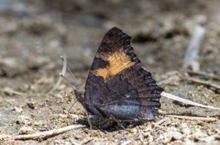 Aglais (Aglais urticae)