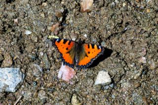 Aglais (Aglais urticae)