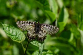 Orman Fistosu (Allancastria  cerisyi)