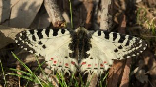 Orman Fistosu (Allancastria  cerisyi)