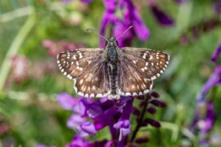 Zeytuni Z�pz�p&nbsp;(Pyrgus&nbsp;serratulae)