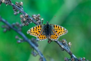 �spanyol Krali�esi&nbsp;(Issoria&nbsp;lathonia)