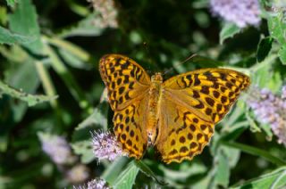 Cengaver (Argynnis paphia)