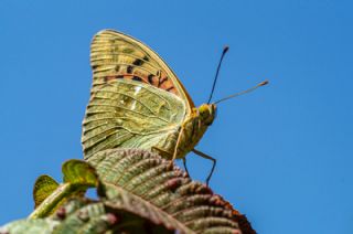 Bahadr (Argynnis pandora)