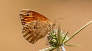 Kk Zpzp Perisi (Coenonympha pamphilus)