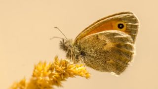 Kk Zpzp Perisi (Coenonympha pamphilus)