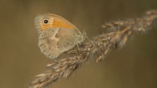 Kk Zpzp Perisi (Coenonympha pamphilus)