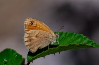 Kk Zpzp Perisi (Coenonympha pamphilus)