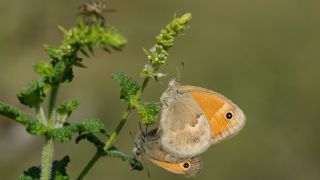 Kk Zpzp Perisi (Coenonympha pamphilus)