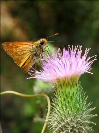 Orman Zpzp (Ochlodes sylvanus)