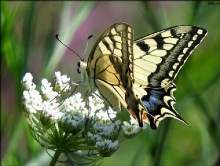 Krlangkuyruk (Papilio machaon)