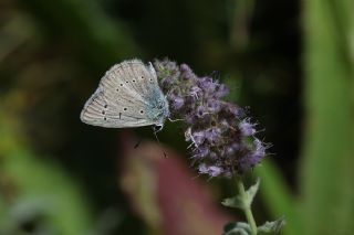 Byk Zmrt (Callophrys herculeana)