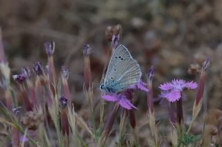 okgzl Poseydon Mavisi (Polyommatus poseidon)