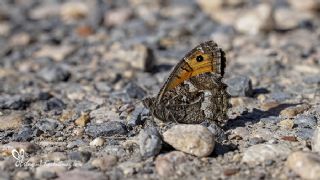Gney Kzlmelei (Hipparchia senthes)