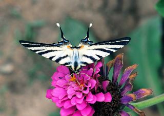 Erik Krlangkuyruk (Iphiclides podalirius)