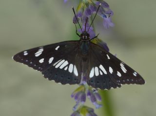 Akdeniz Hanmeli Kelebei (Limenitis reducta)