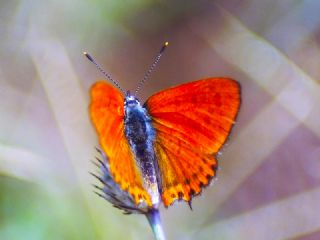 Kk Ate Gzeli (Lycaena thersamon)