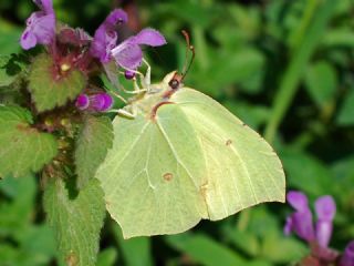 Orakkanat (Gonepteryx rhamni)