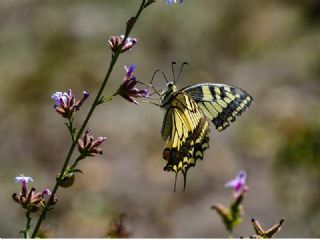 Krlangkuyruk (Papilio machaon)