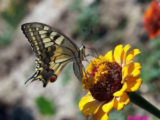 Krlangkuyruk (Papilio machaon)