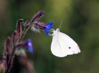 Byk Beyazmelek  (Pieris brassicae)