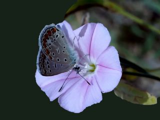 okgzl Mavi (Polyommatus icarus)