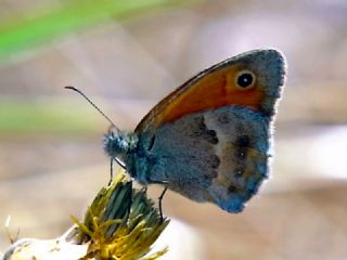 Kk Zpzp Perisi (Coenonympha pamphilus)