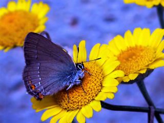 Byk Sevbeni (Satyrium ilicis)