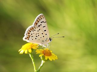 sli Bakr Gzeli (Lycaena tityrus)