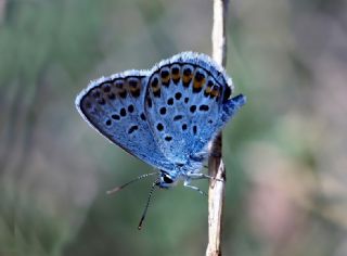 okgzl Mavi (Polyommatus icarus)