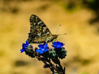 Diken Kelebei (Vanessa cardui)